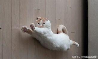 郑州爆料猫咪事件视频,爱心救助引发网友热议  第2张